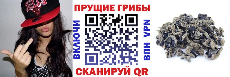 Псилоцибиновые грибы Cubensis  Новоульяновск 